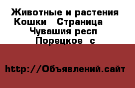 Животные и растения Кошки - Страница 3 . Чувашия респ.,Порецкое. с.